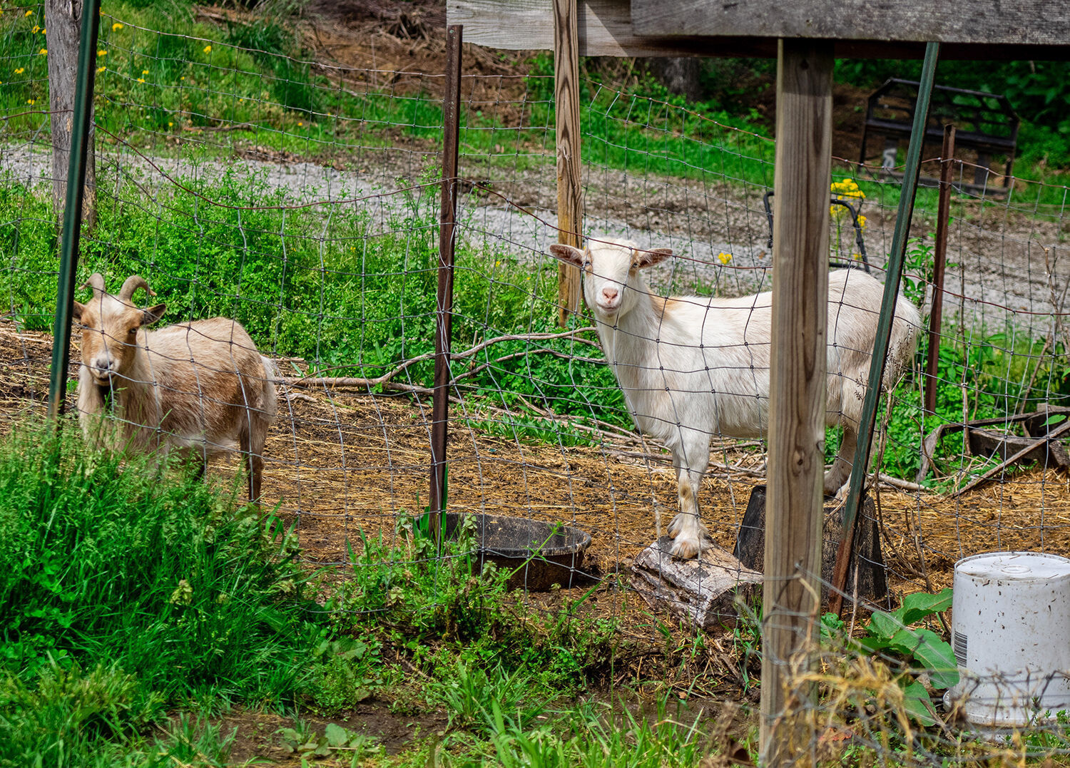 Scratch - goats